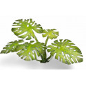 Plantas láser. Monstera. Plantas láser. Monstera.