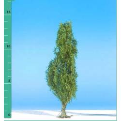 Poplar.