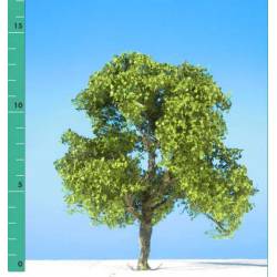Plane tree.