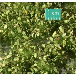 Arbustes de mauvaises herbes.