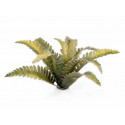 Laser plants. Deer fern.