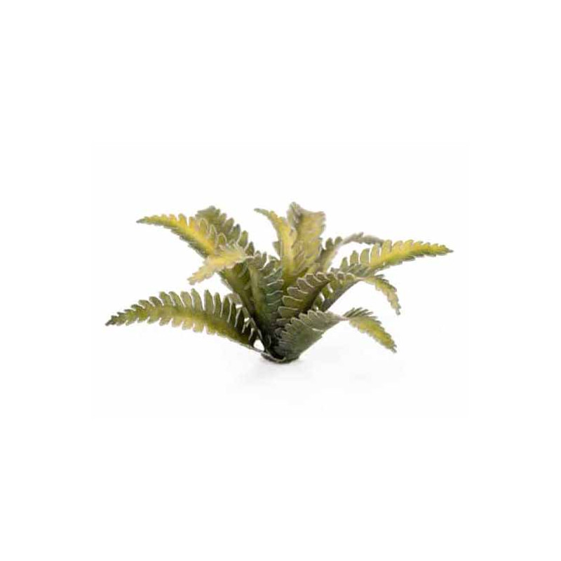 echter gummibaum Gummibaum - Ficus elastica Tineke :27 H:90 cm