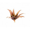 Laser plants. Red Aloe.
