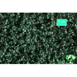 Feuilles de lierre, été.