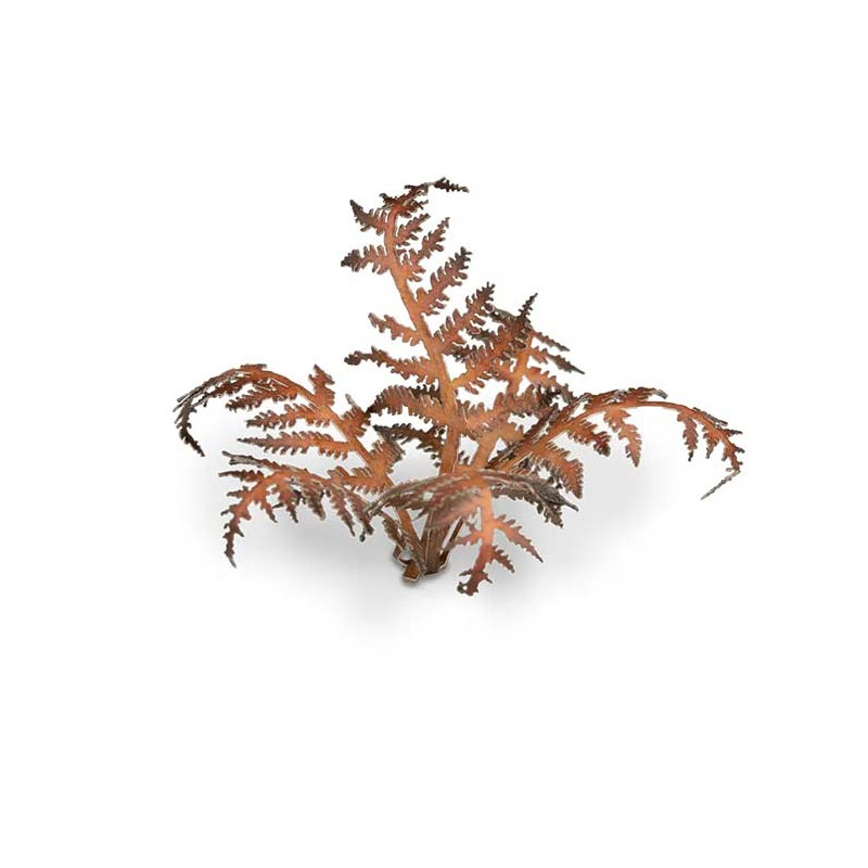 Plantas láser. Helecho seco.