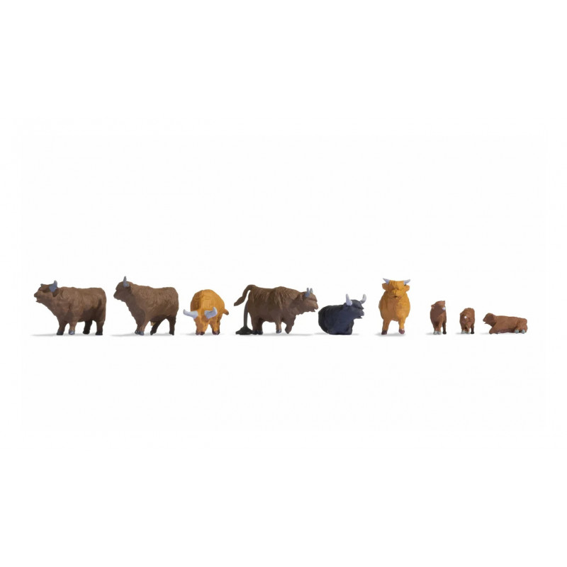 Vacas de las tierras altas. Vacas de las tierras altas.