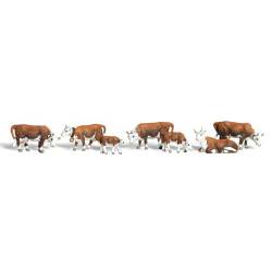 Hereford Cows.