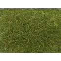Hierbas silvestres, verde medio.