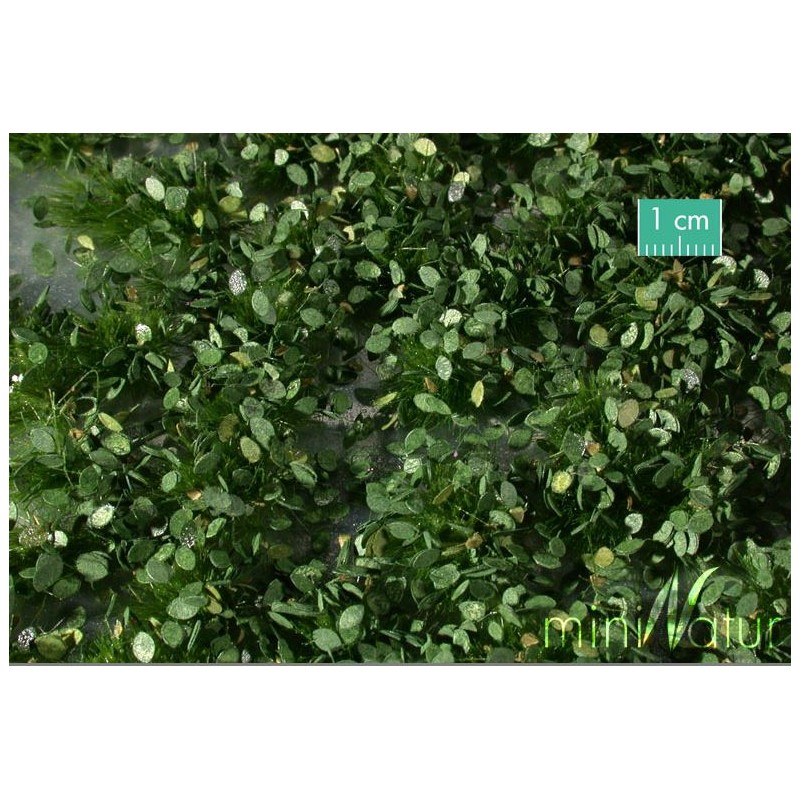 Arbustos de ervas daninhas.