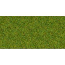 Scatter grass, spring meadow.
