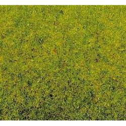 Grass spring meadow.