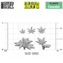 Cannabis.