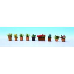 Flowers in pots.