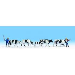 Drover and cows.