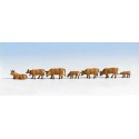 Cows. NOCH 36722 Cows. NOCH 36722