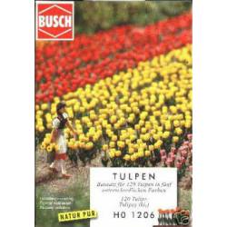 Tulipanes.