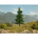 Nordmann Fir tree. Nordmann Fir tree.