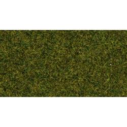 Scatter grass meadow.