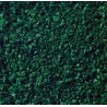 Leaves dark green. NOCH 07146 Leaves dark green. NOCH 07146