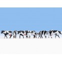 Vacas de las tierras altas.
