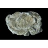 Molde para hacer rocas, Wind Rock. WOODLAND C1237
