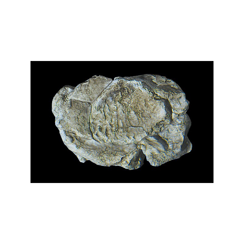 Molde para hacer rocas, Wind Rock. WOODLAND C1237