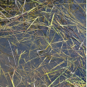 Still water (250 ml).