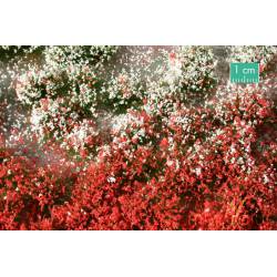 Flores en verano.