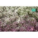 Flores en verano. SILHOUETTE 726-33S