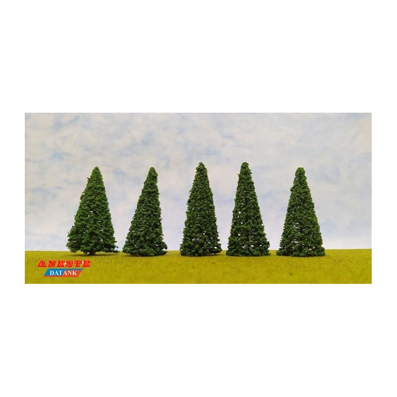 Cinq épicéas, 80 mm.