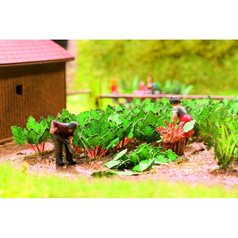 Rhubarb, 12 plants. NOCH 14108