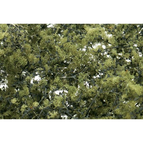 Fine-leaf foliage olive green. WOODLAND F1133