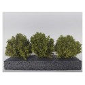 Bushes, spring.