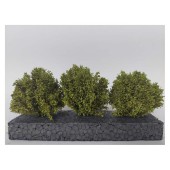 Sträucher, Frühling.