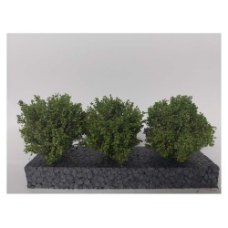 Bushes, summer.