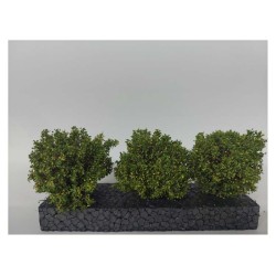 Bushes, early fall.