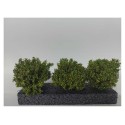 Bushes, early fall.