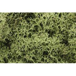 Lichene, verde primaverile.