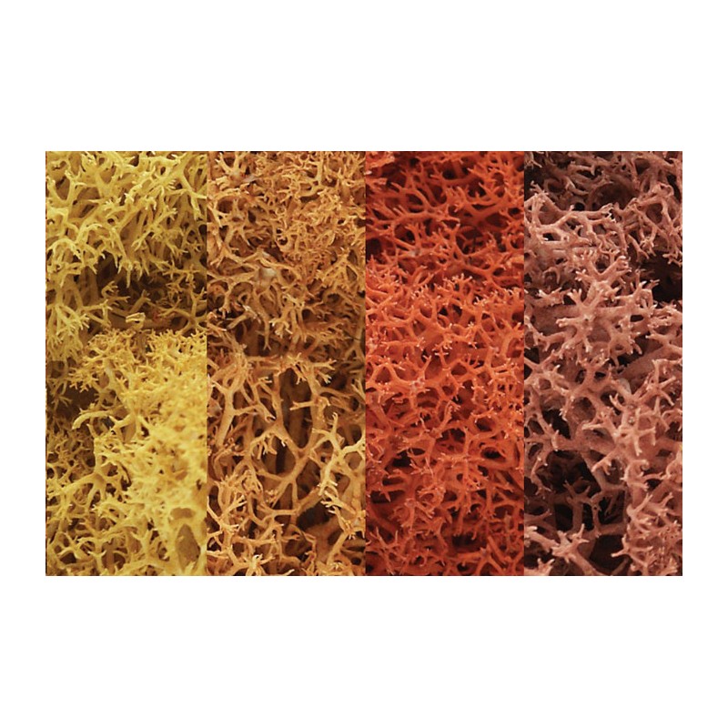 Liquen, otoño. WOODLAND L165