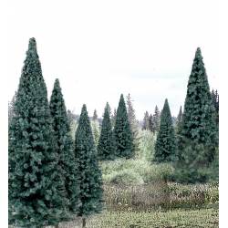 Blue spruce.