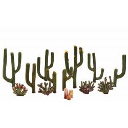 13 cactus.
