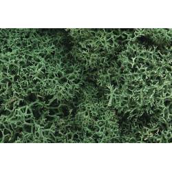 Lichene, verde chiaro.